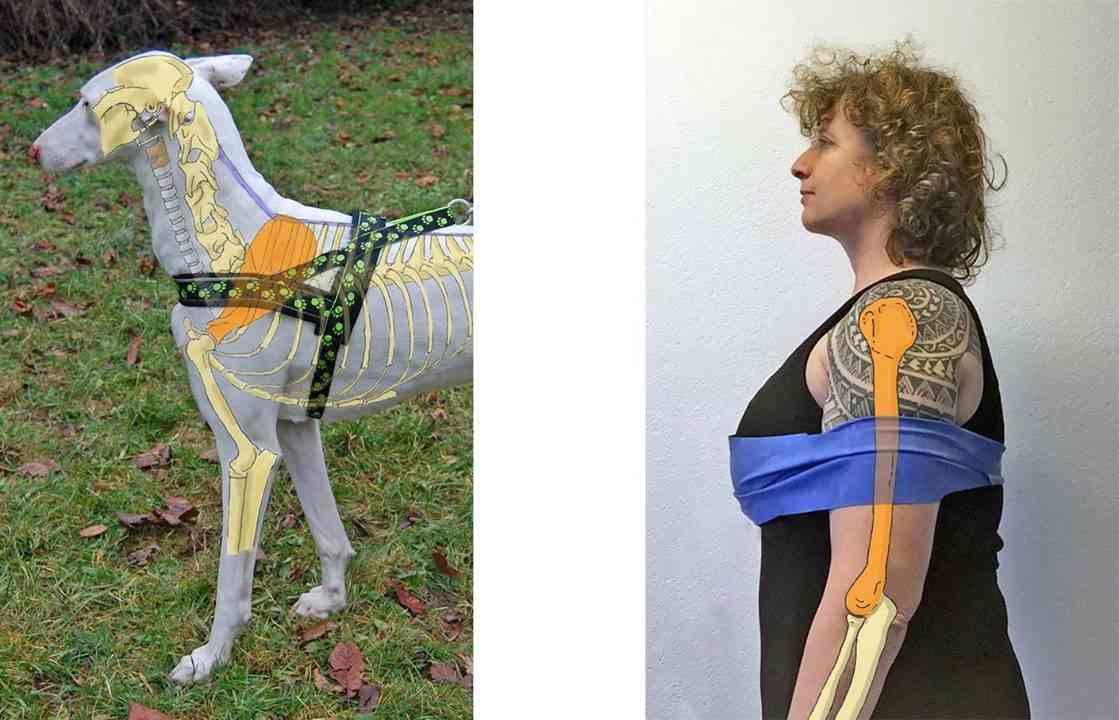 tipos de arnes para perro